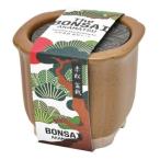  культивирование комплект The BONSAI культивирование комплект красный сосна . новый керамика 