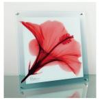 ガラスアート X RAY レッドハイビスカス Lサイズ 雑貨 フラワー アート インテリア ユーパワー 36×36cm 爆買
