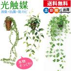 フェイクグリーン 光触媒 人工観葉植物 おしゃれ 壁掛け インテリア