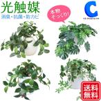  photocatalyst decorative plant fake green stylish interior MR pot 