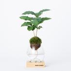 PIANTA×STANZAトーチS...