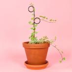 botanopia(botano Piaa ) растения для .. Mini pa-chi1 шт золотой черный растения фигурная скобка модный фигурная скобка меньше принадлежности для садоводства за границей смешанные товары 