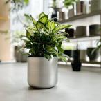 CLOVER( clover ) aluminium посадочная машина Ф13 коврик серебряный блеск нет 4 номер горшок покрытие горшок pot крышка плантатора цветок pot круглый серебряный серебряный декоративное растение салон 