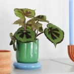 &Klevering(アンドクレベリン) チュロスポット グリーン 3号