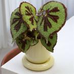 &Klevering(アンドクレベリン) チュロスポット バター Φ14.5