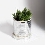 L'expressionist(eks pre shoni -тактный ) disco pot with блюдце 