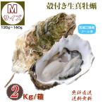 ショッピング牡蠣 牡蠣 宮城県三陸・牡鹿半島産 殻付き生牡蠣 Mサイズ ２kg /箱 産地直送 送料無料