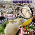 牡蠣 宮城県三陸・牡鹿半島産 温湯処理用 殻付き生牡蠣 12kg /箱 産地直送 送料無料