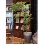 �����ǥ��ѥݥå� ���ץ�ġ��ȡ��� M | ȭ �ץ�󥿡� ����ȭ �ǥ����ץ쥤 ����ƥꥢ �����ǥ˥� �����ǥ󻨲� �ʥ����� �ݥå� ���꡼��