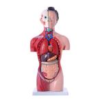 JUEKO解剖モデル 人体模型 女性モデル リアルタイプ 44? 新品箱なし 人体解剖図 内臓 標本 パーツ取り外し可能 教材 学校 病院