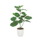 [ производитель прямая поставка ] искусство klieishon umbellata 80cm 61280043[ оплата при получении не возможно ] человеческий труд растения искусственная зелень вход информация офисная мебель 