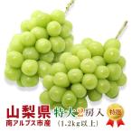 2025新商品 シャインマスカット 山梨県産 特大 2房入 1.2kg以上 南アルプス市産 高級ぶどう 種無し