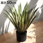人工観葉植物 アガベ 50cm フェイク�