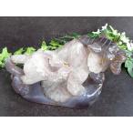 ショッピング置物 店頭展示中 笑口瑪瑙に宿る森の王者の眼光 笑口瑪瑙 トラ 彫刻置物 重さ1144g 幅193mm メノウ アゲート ジオード 瑪瑙&水晶 福運をもたらす笑顔の石