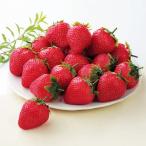  Fukuoka префектура производство .... клубника [ доставка период :1 месяц сверху .~2 месяц последняя декада ] / клубника . клубника комплект клубника комплект . комплект гурман ваш заказ все день пустой 