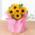 【母の日専用】ひまわり鉢植え「サンリッチオレンジ」 ※指定日時対応不可