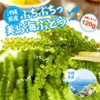 【まずはお試し♪】沖縄県産 海ぶどう 120g 沖縄土産 に♪ おうち飲み に！お酒の おつまみ や 沖縄料理 の彩りに♪ ぷちぷちっ美ら海ぶどう！