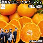 みかん 愛媛 明浜 甘い 美味しい 糖度 10kg s〜L 樹上完熟 早生 温州 愛媛みかん 小玉 中玉 秀品 お歳暮 贈答