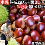  каштан сырой каштан лед чувство ......UP Kochi запад земля . производство лед чувство .. 4 десять тысяч 10 каштан примерно 1.5kg 2L добродетель для размер примерно 58~68 шт 