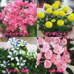 敬老の日ギフトに秋の鉢花4種類から選択 ベゴニアラブミー ピンポンマム リンドウ白寿 ニオイ桜 Buyee Buyee 日本の通販商品 オークションの入札サポート 購入サポートサービス