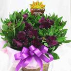花 アルストロメリア 鉢植え 紫色(花付き)籐かご付き 母の日や誕生日プレゼントに長く鑑賞できる花鉢ギフト