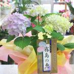 あじさい 鉢植え ピンク・ブルー色 「霧島の恵」 籐かご付き 花 ギフト