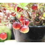  клюква растение в горшке красный реальный дом для 