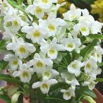 デンドロビューム 「未来」白色の花　誕生日プレゼントや退職祝いなど春のお祝いやお供えに蘭鉢の贈り物