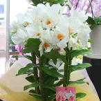デンドロビューム（デンドロビウム） フォーミーディブル鉢植え 　花ギフト　誕生日やお祝いに蘭鉢の贈り物