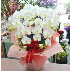 胡蝶蘭 白色 5本立て 光触媒加工（造花）Mサイズ