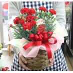 【母の日プレゼント】カーネーション鉢植え ギフト 赤色 品種おまかせ 5号かご付き