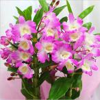 デンドロビューム「さくら」 ピンク色の花　誕生日や退職祝いなど春のお祝いに蘭鉢の贈り物