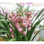 シンビジューム　鉢植え　3本立ち　ピンク色系 品種おまかせ