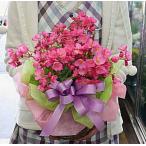 季節の花鉢 ピンク色 ベゴニア ラブミー 籐かご付き 花ギフト Buyee Buyee 日本の通販商品 オークションの入札サポート 購入サポートサービス