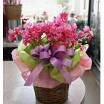 季節の花鉢 ピンク色 ベゴニア ラブミー 籐かご付き 花ギフト Buyee Buyee 日本の通販商品 オークションの入札サポート 購入サポートサービス