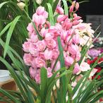 ショッピングメッセージカード無料 シンピジューム鉢植え　ピンク系4本立て　