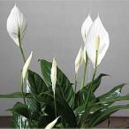 スパティフィラム 鉢植え 白の上品な花の咲く観葉植物 母の日 父の日 ギフト