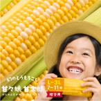 静岡県産とうもろこし 甘々娘 甘太郎(かんかんむすめ かんたろう)L〜3Lサイズ7〜11本入り【ご贈答用】期間数量限定