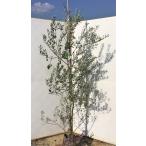 オリーブの木 マンザニロ 約1.8m 実付き 現品発送 大型苗木 観葉植物に