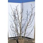 植木 盆栽 モクレンの通販 価格比較 価格 Com