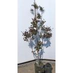 スモークツリー　赤花　約1.5ｍ　株立ち　現品発送　ケムリノキ　特大株　植木苗木　紅ケムリの木　煙の木　送料無料