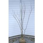 マルバノキ 株立ち 1.7m 現品発送 マルバの木 特大株 植木 苗木 大苗 落葉樹 シンボルツリー 送料無料