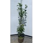 種苗登録レモンの木璃の香約1.6ｍ...