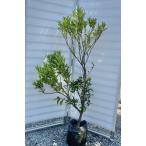 ショッピングせとか 種苗登録温州みかんの木　せとか　約1.6ｍ　現品発送　特許を取得した温州ミカン　特大株　植木苗木大苗　果樹　ミカンの苗木　送料無料