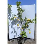  lemon. tree Via franc ka approximately 2m reality goods shipping extra-large stock plant sapling large seedling toge none ... tree evergreen tree potted plant . free shipping 