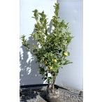 レモンの木 ピンクレモネード 約1.8m 現品発送 植木苗木 班入り檸檬の木 ピンクレモン 送料無料