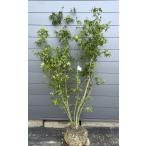 iro - momiji6шт.@ АО .. примерно 2m на данный момент товар отправка один пункт предмет роскошный АО очень большой АО растение саженец большой рассада ... . лист листопадные растения символ tree бесплатная доставка 