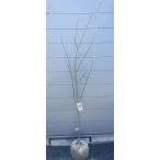 栗の木丹沢栗約1.9ｍ現品発送特大...