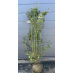 ブルーベリー ピンクレモネード 株立ち 約1.5m 現品発送 植木 苗木 大苗 ハイブリット ラビットアイ系 シンボルツリー 送料無料