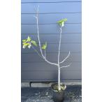 黒イチジクの木 ビオレソリエス 約1.6m 現品発送 特大株 植木 苗木 大苗 果樹 フランスイチジク 無花果 送送料無料